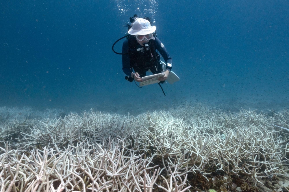 Diving Deep for Conservation: Koh Tao's Efforts to Save Coral Reefs